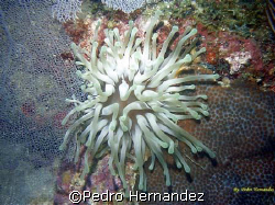 Giant Sea Anemone,Humacao, Puerto Rico,Camera DC310 by Pedro Hernandez 